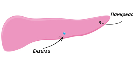 Why is pancreas so important when it comes to good food?